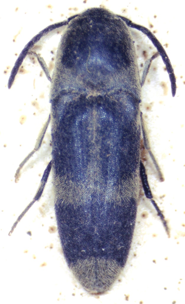 Dromaeolus ornatulus