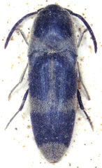 Dromaeolus ornatulus