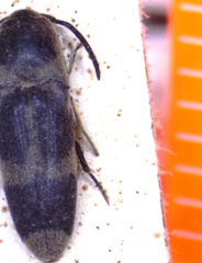 Dromaeolus ornatulus