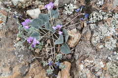 Gueldenstaedtia monophylla