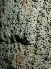 Arthonia arthonioides