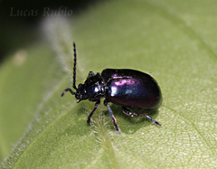 Macrohaltica transversa