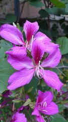 Bauhinia