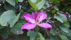 Bauhinia