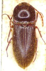 Esthesopus coarctatus