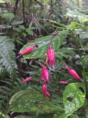 Stenostephanus haematodes