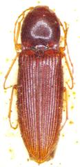Esthesopus coarctatus