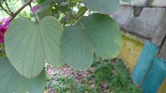 Bauhinia