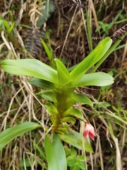 Maxillaria bradeorum