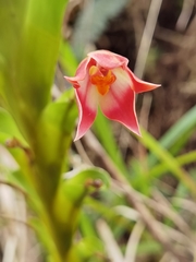 Maxillaria bradeorum