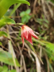 Maxillaria bradeorum
