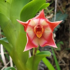 Maxillaria bradeorum