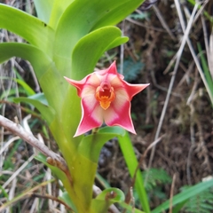 Maxillaria bradeorum