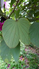 Bauhinia