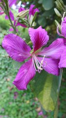 Bauhinia