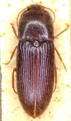 Esthesopus hepaticus