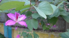 Bauhinia