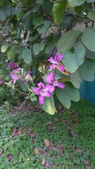 Bauhinia