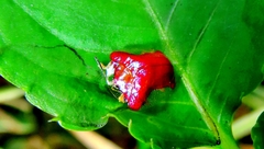 Charidotella rubicunda