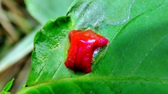 Charidotella rubicunda