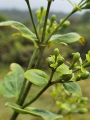 Macrocarpaea valerioi
