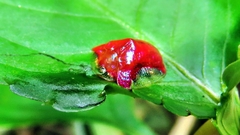 Charidotella rubicunda