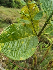 Macrocarpaea valerioi