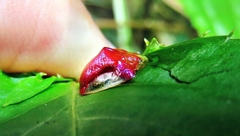 Charidotella rubicunda