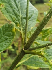Macrocarpaea valerioi
