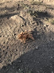 Grammostola rosea