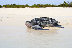 Leatherback Sea Turtle photo 2