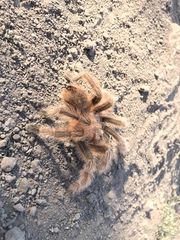 Grammostola rosea
