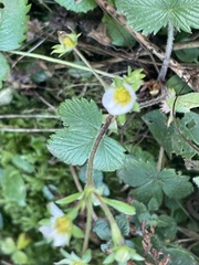 Potentilla sterilis