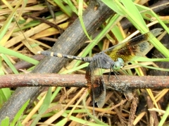 Erythrodiplax attenuata