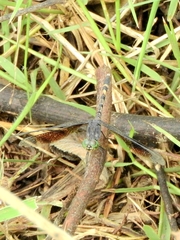 Erythrodiplax attenuata