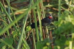 Calliope tschebaiewi