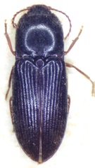 Esthesopus hepaticus