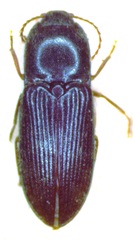 Esthesopus hepaticus