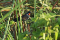 Calliope tschebaiewi