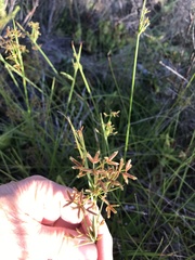 Cyperus sphaerospermus