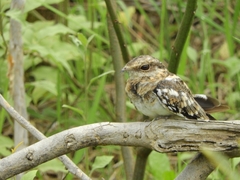 Hydropsalis climacocerca