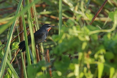 Calliope tschebaiewi