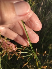 Cyperus sphaerospermus