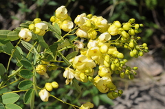 Senna subulata