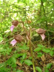 Himantoglossum comperianum