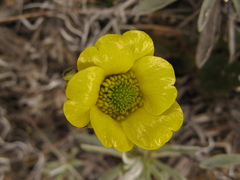 Ranunculus insignis