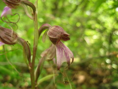 Himantoglossum comperianum