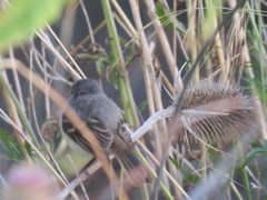Serpophaga nigricans