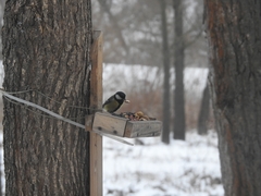 Parus major