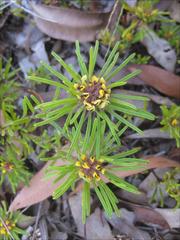 Pultenaea petiolaris